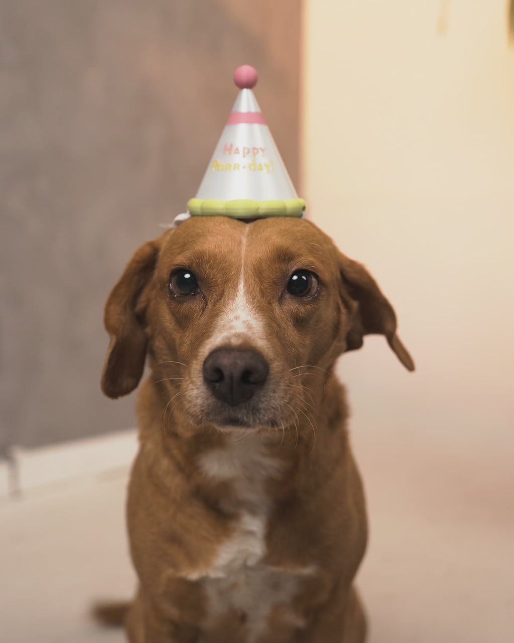 Happy Purr-day Party Hat Pet Accessory