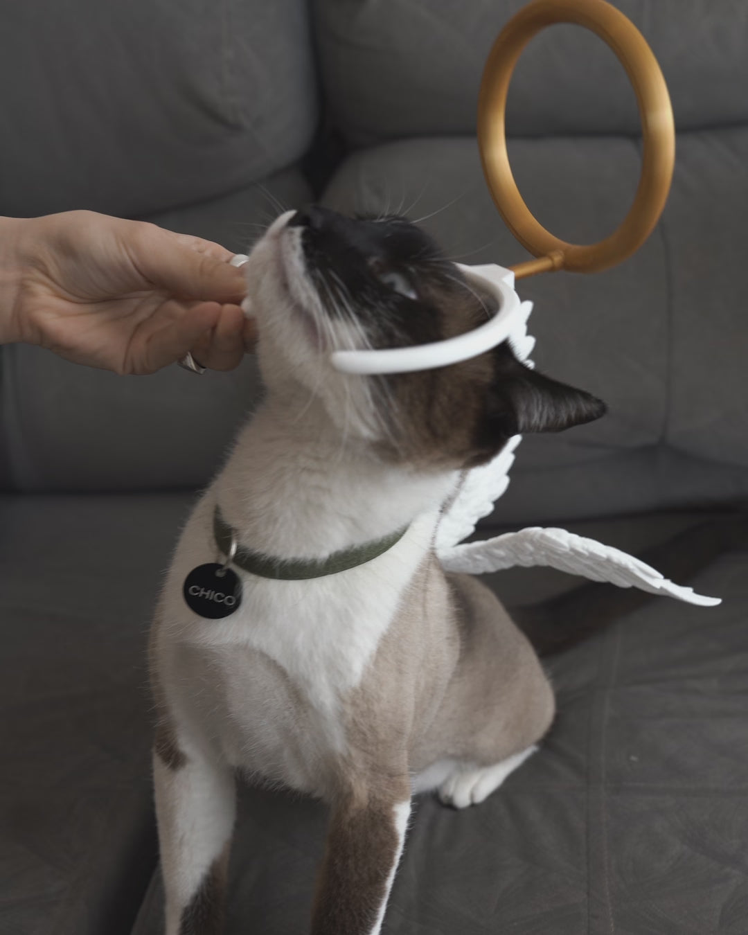 Angel Wings & Halo Pet Costume Set