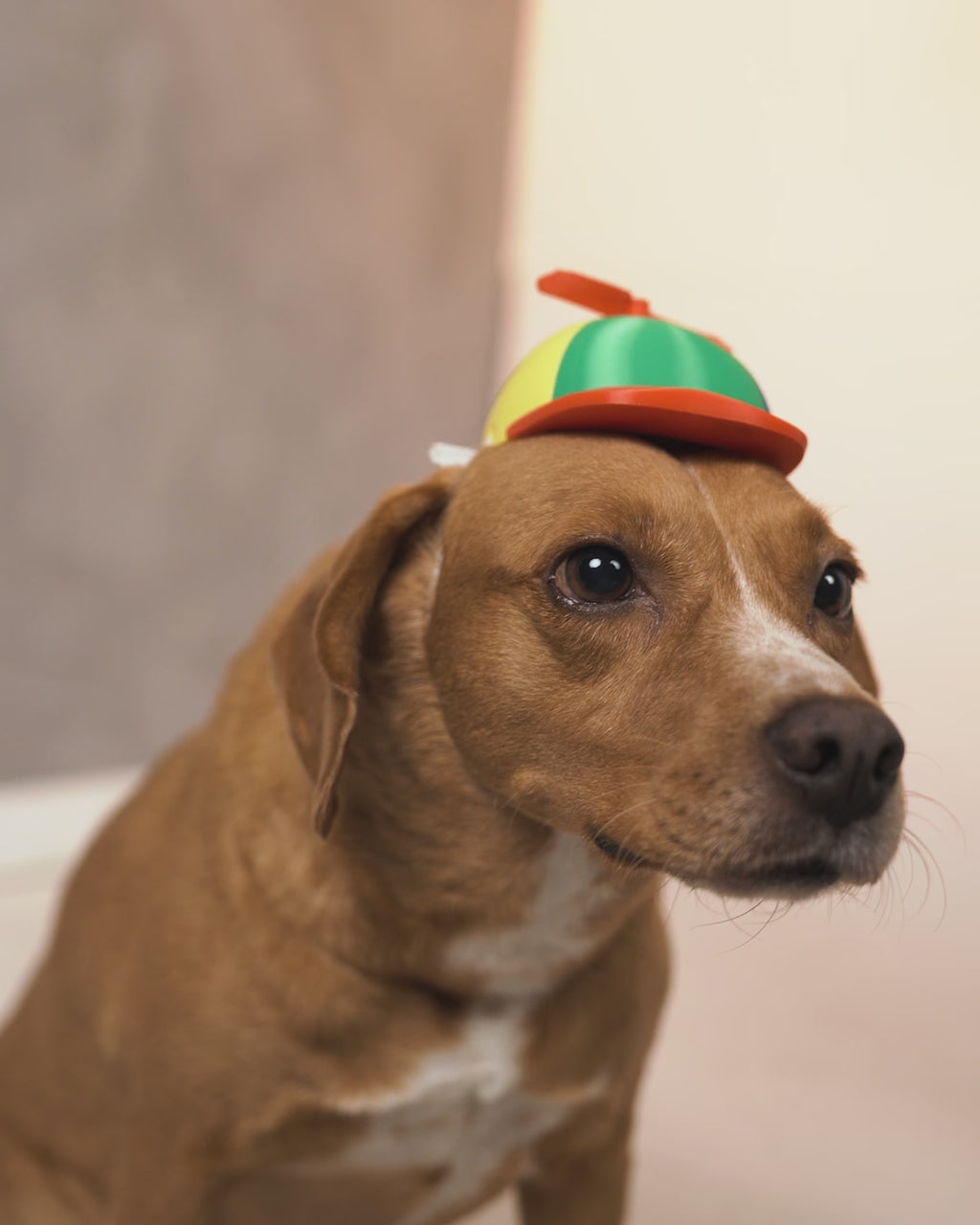 Propeller Beanie Pet Hat