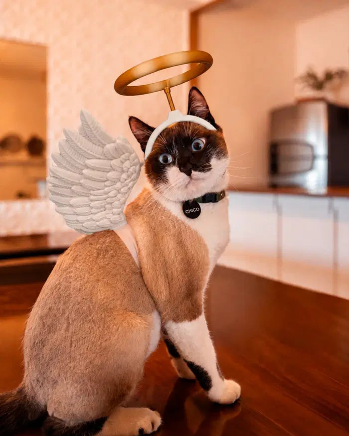 Angel Wings & Halo Pet Costume Set