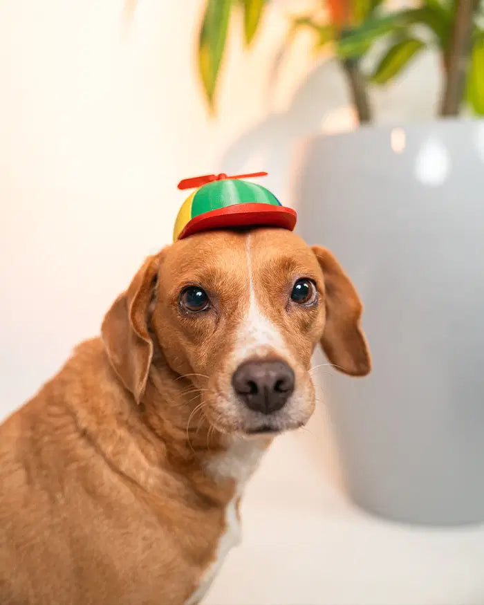 Propeller Beanie Pet Hat