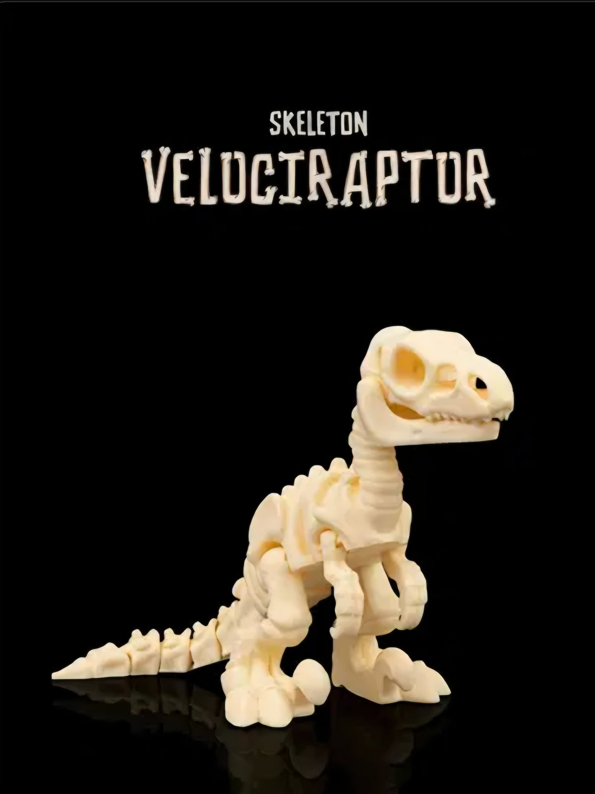 Skeleton Velociraptor